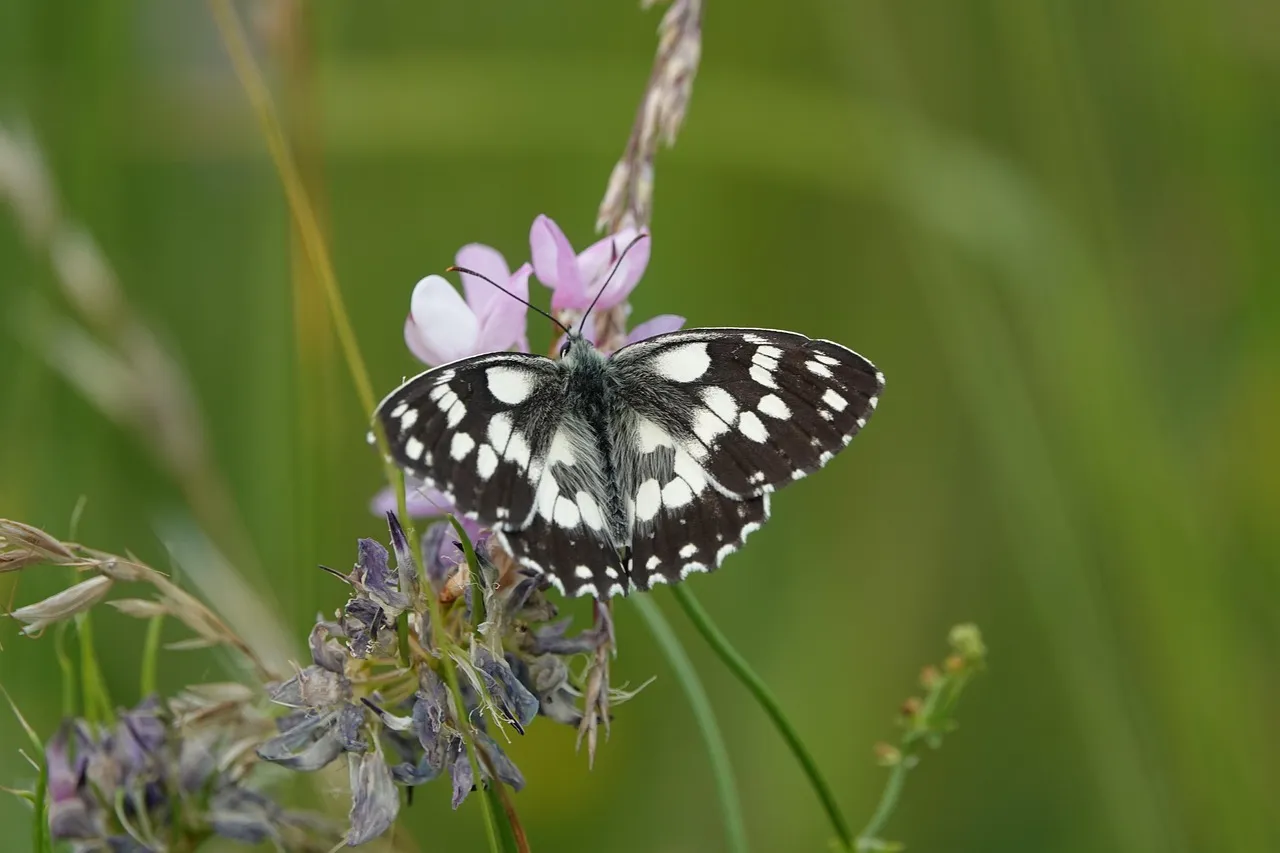 Flutter WebView Project structure